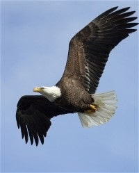Bald Eagle Soaring High In The Air