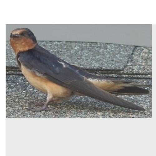 Barn-Swallow sitting on roof of house