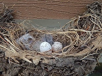 Two speckled Barn Swallow eggs in an open mud cup nest