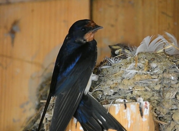 barn swallow feeding chicks in nest