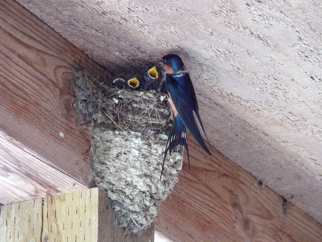 Barn-Swallow feeding chicks in nest