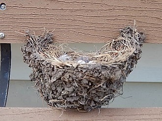 Barn Swallow Habits Nest Building And Feeding