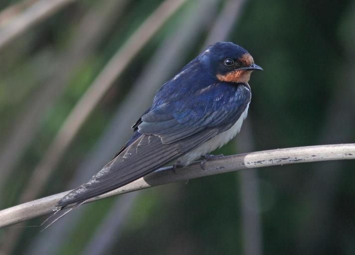 perched barn swallow