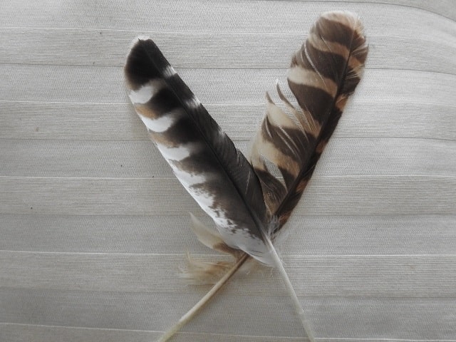 Two Barred-owl Feathers crisscrossed