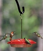 bee proof hummingbird feeder