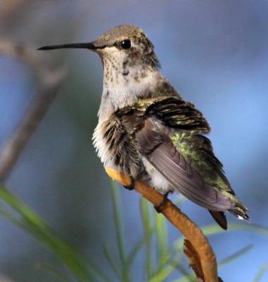 Perching Hummingbird