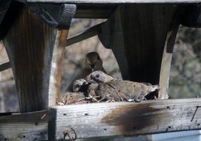 Male Dove In Nest With Babies