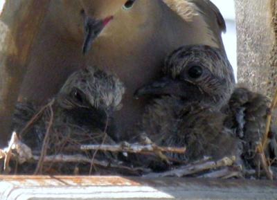 close-up-of-baby-doves 