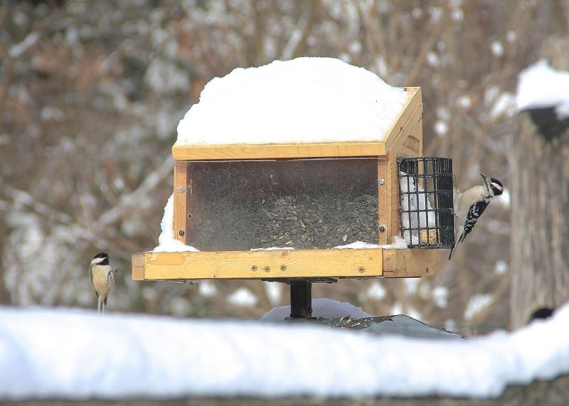 How Do Birds Find Food in the Winter? The Secrets of Survival