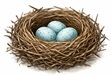 Bird nest with eggs