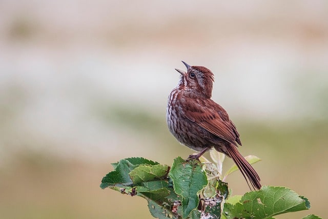 Bird singing from top of bush.