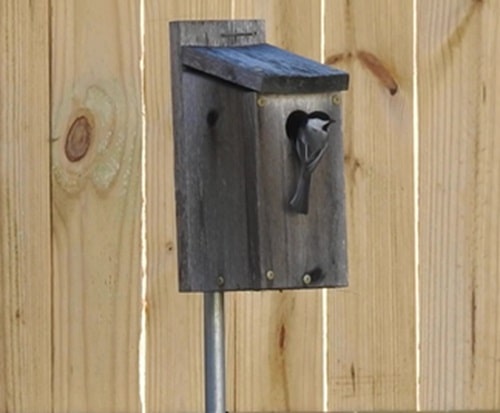 Black-capped Chickadee at the entrance hole of birdhouse before going inside.