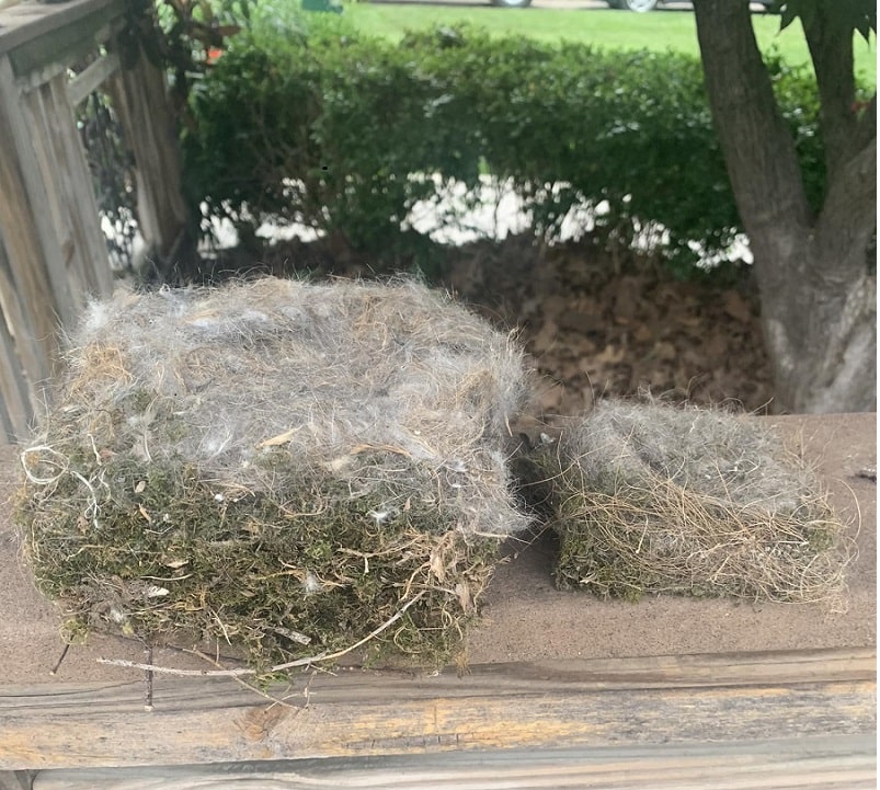 showing how the black-capped chickadees nesting habit of building nest to the size of the cavity they use.