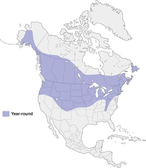 Black-capped Chickadee range map showing where they live and breed