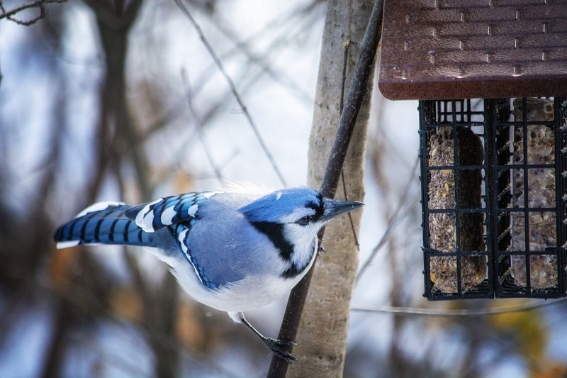 blue jay at feeder