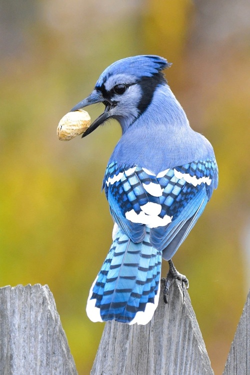 blue jay with peanut in beak on fence board