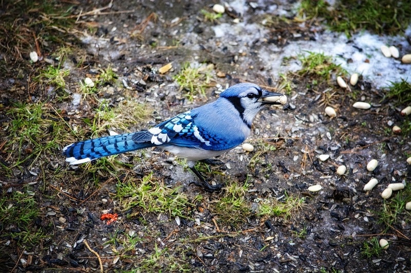 blue jay with peanut in beak on the ground