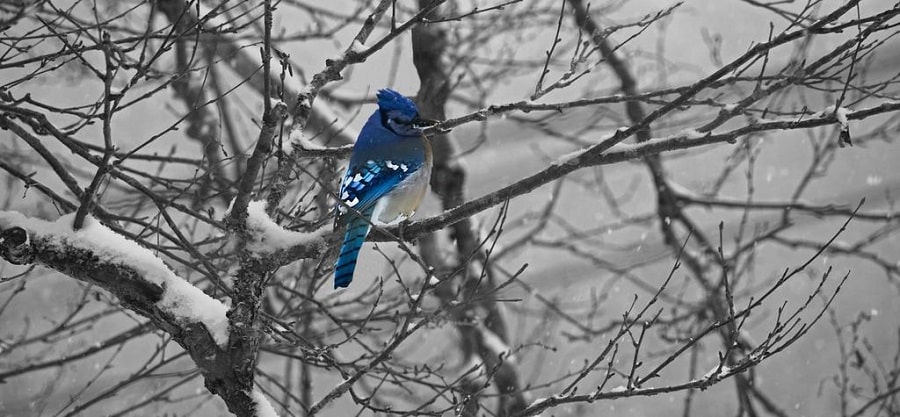 bluejay in winter scene