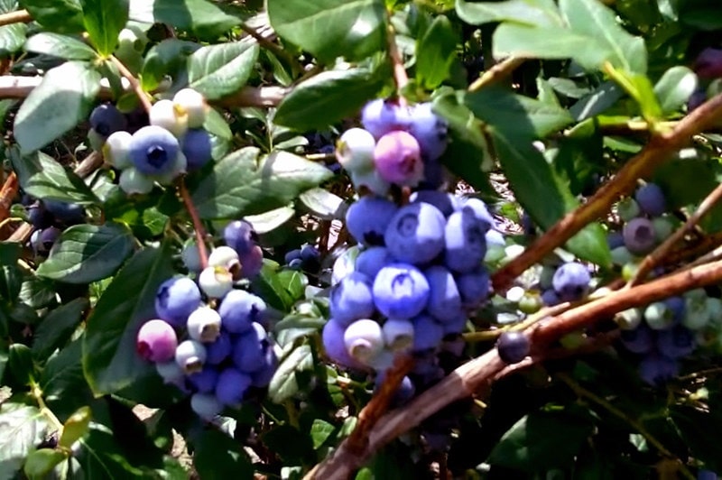 blueberries on bush
