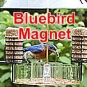 bluebird suet