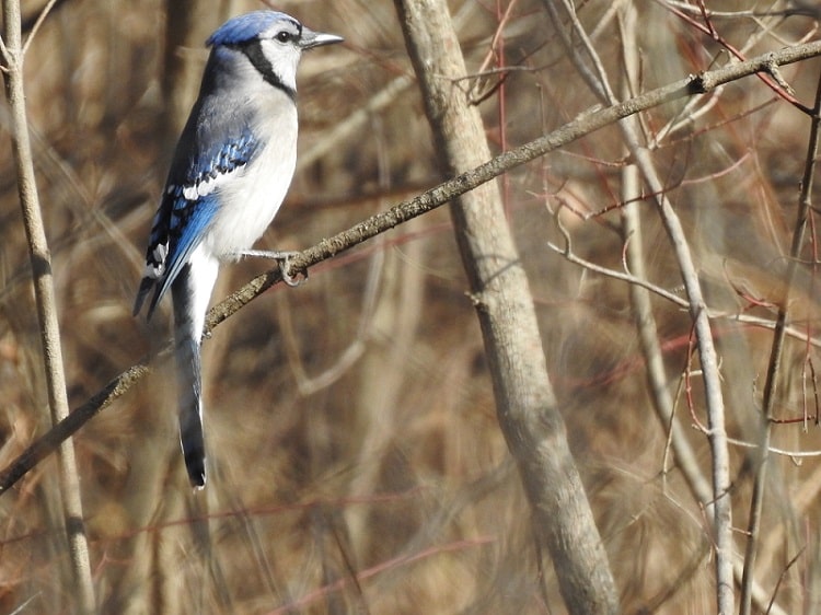 Blue Jay What Do They Eat Where Do They Nest