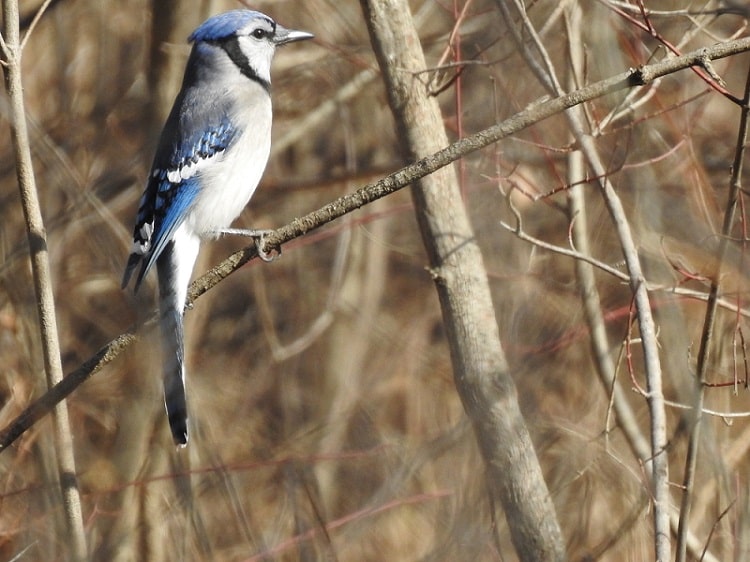 Blue Jay - Wild Birds