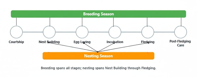 infographic shows how breeding and nesting seasons are different