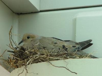 Nesting Dove