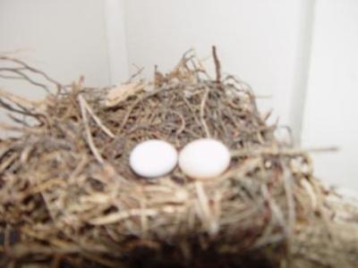 Blurry Dove Eggs