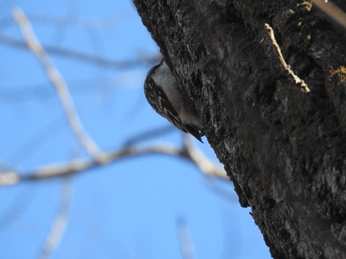 brown creeper clinging to side of tree