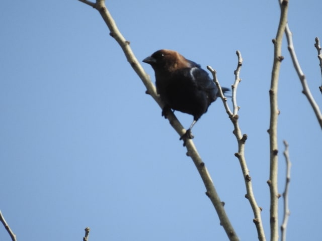 Male Brown-headed Cowbird lay eggs in cardinals nests