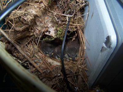 Brown Thrasher Chicks up close