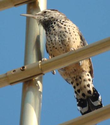 Cactus Wren Perched on Plant Trellis