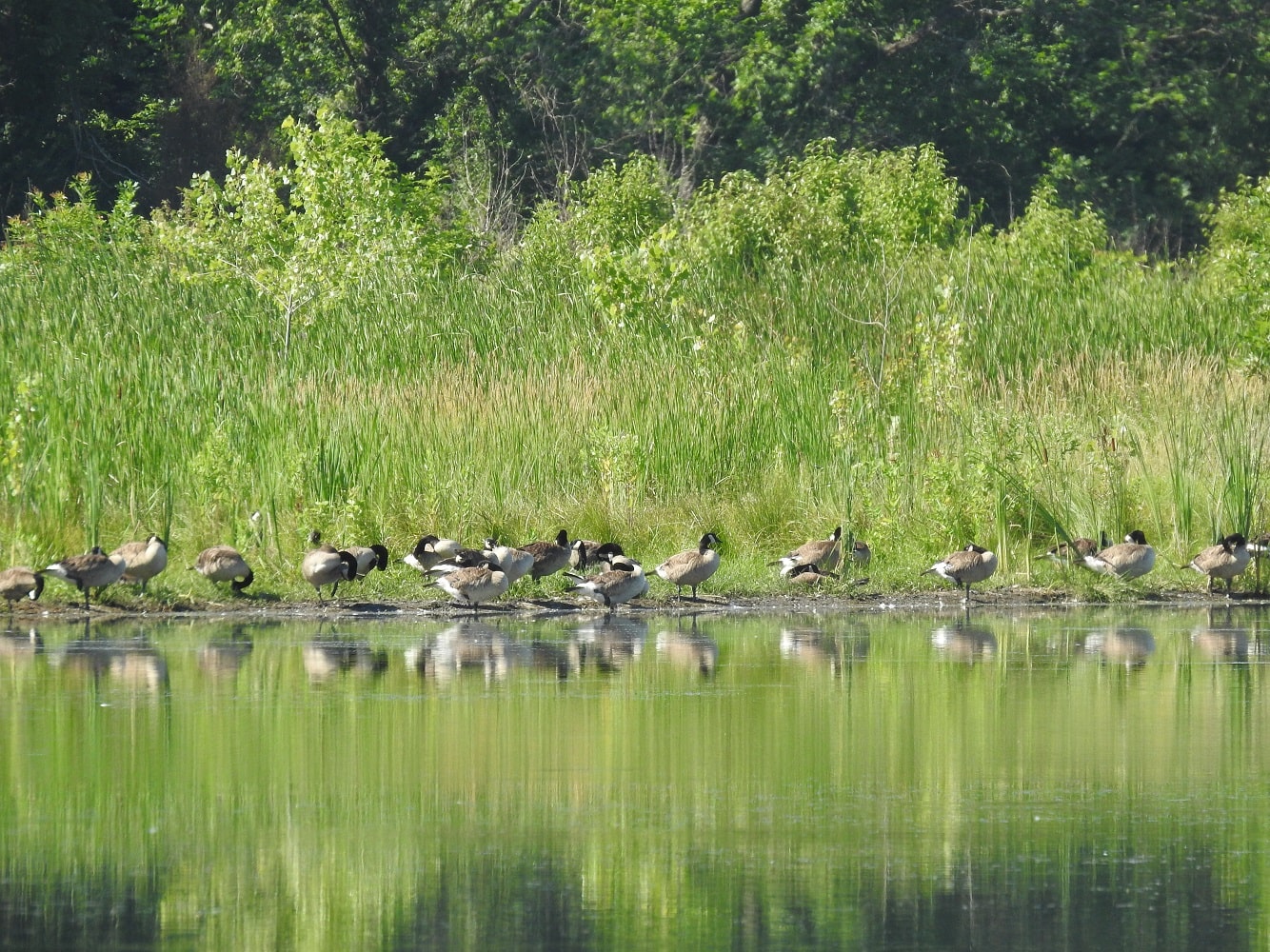 canada geese feeding along shoreline