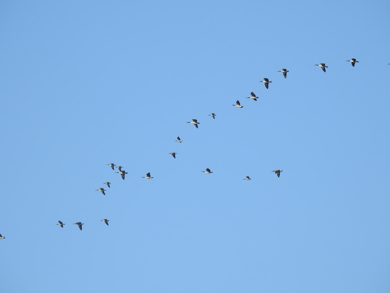geese flying in v formation
