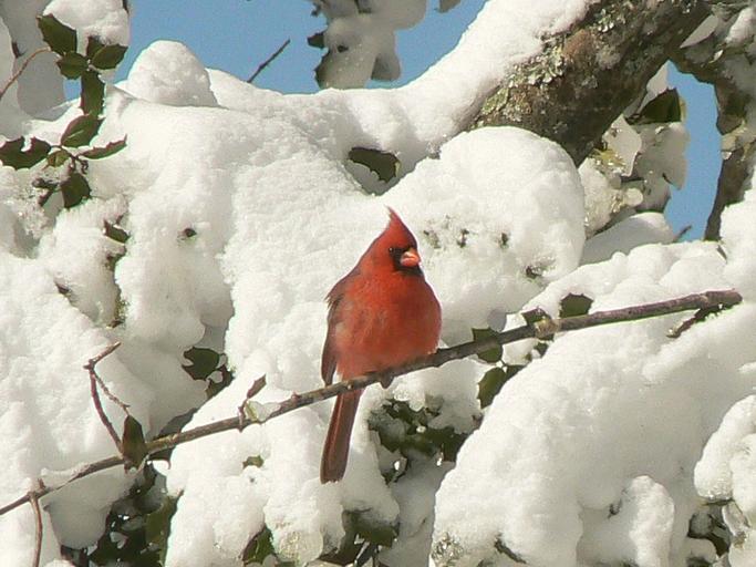 cardinal perched in a snow covered tree in winter braving the cold