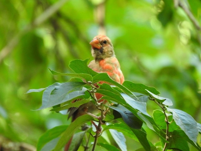 Cardinal is Molting its Feathers