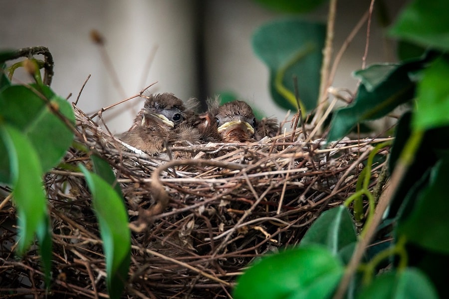 cardinal nest with two nearly fledgling aged chicks in nest