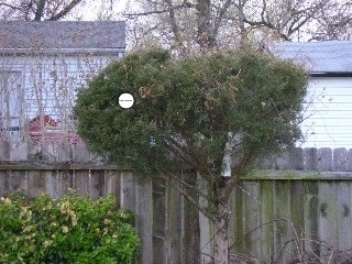 cardinal nest site in cedar tree