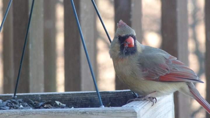 female cardinal on a platform feeder filled with bird seed