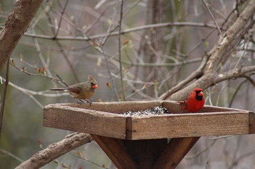 Cardinals Feeding from Tray Platform feeder