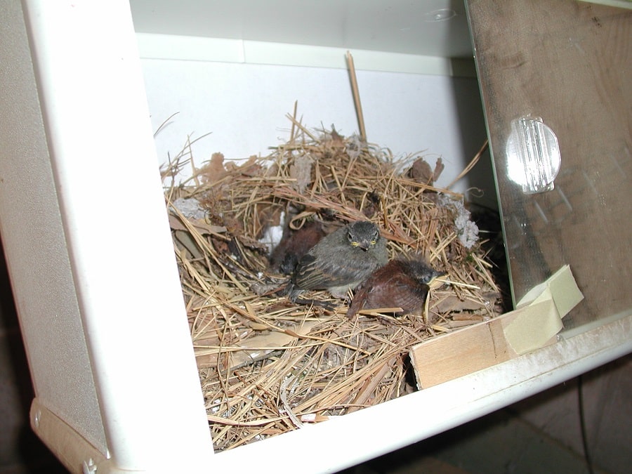 wren nestlings sharing nest with house sparrow nestling