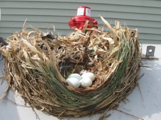 Carolina Wren Nest with 4 Eggs