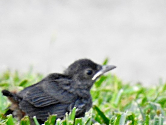 fledgling catbird on lawn