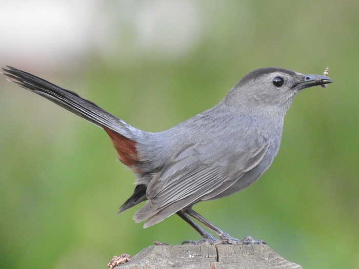 gray catbird with caterpillar in beak