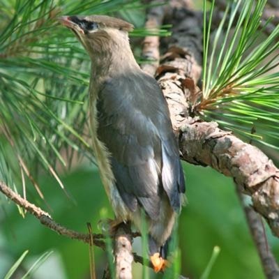 Buster as an adult waxwing