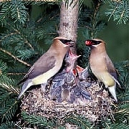 male and female cedar waxwing feeding nestlings in nest