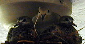 closeup of dove squabs in ceiling fan nest