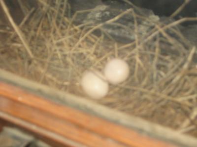 Two Dove Eggs in Windowsill Nest