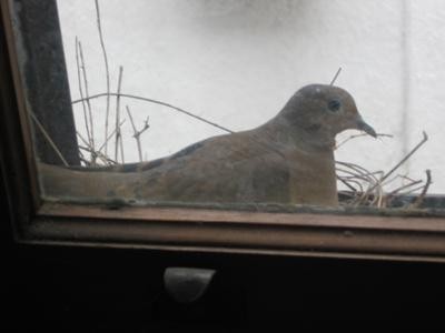Dove On Nest/Eggs